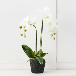 Blume 2 Stem Orchid