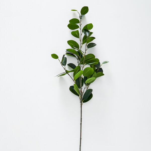 Citrus Leaf Foliage
