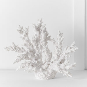 Ecology Staghorn Coral