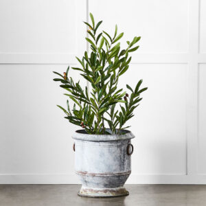 Gruyere Flowerpot M