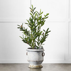 Gruyere Flowerpot S