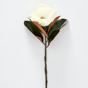 Magnolia Flower Stem