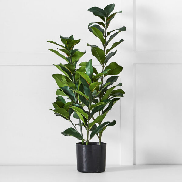 Potted Emperor Plant