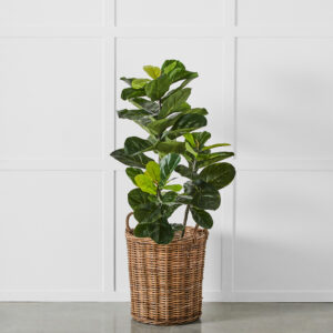 Potted Ficus