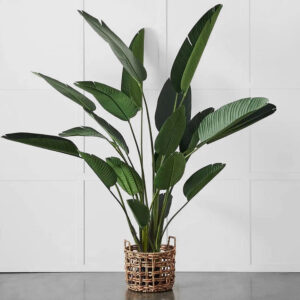 Potted Plant Palm