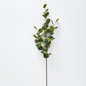 Silver Eucalypt Foliage